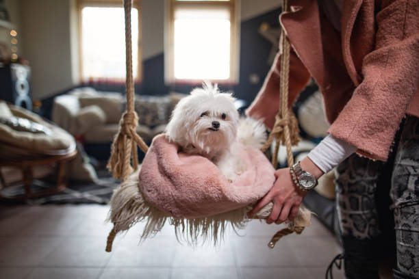 istock Cute dog in a blanket swinging on the swing 1136450091