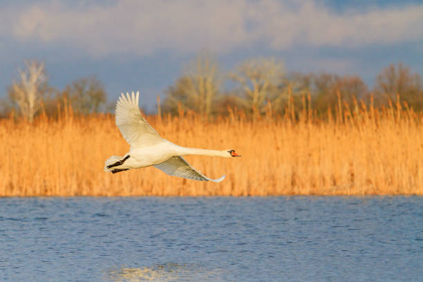 istock white swan flies over the lake 1136451528