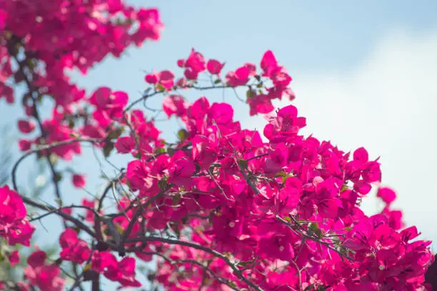 Photo of Branch of Bougainvillea tree with beautiful blooming purple flowers
