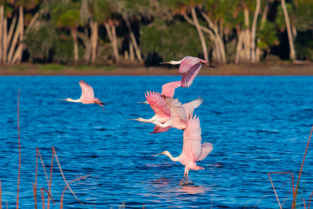 istock Roseate spoonbill, platalea ajaja, group in flight 1136451895