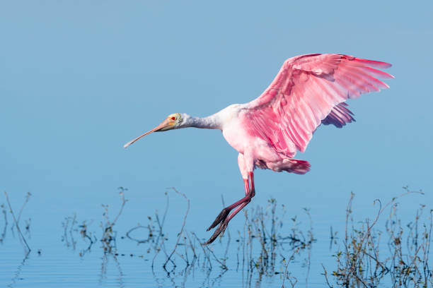 istock Roseate spoonbill, platalea ajaja, in flight 1136452034