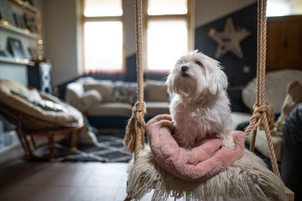 istock Cute maltese dog on a swing 1136452614