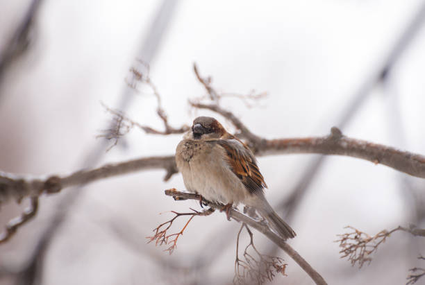 istock Sparrow on a branch of a bush close up macro 1136453437