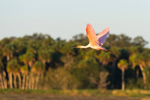 Beautiful pink bird in Florida