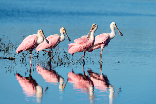 Four beautiful pink birds in Florida. Perfect water reflection.