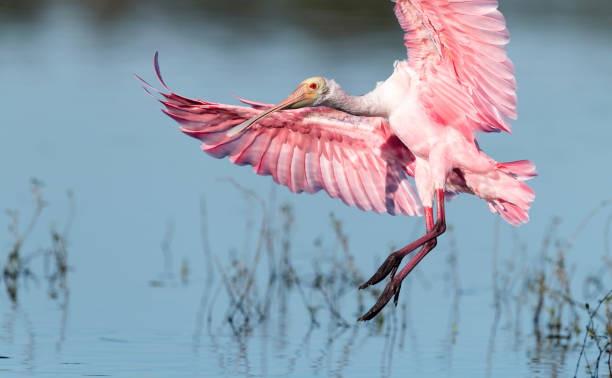 istock Roseate spoonbill, platalea ajaja, landing 1136456978