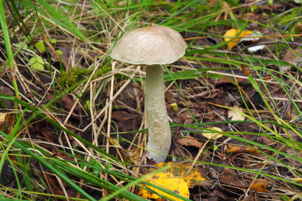 istock Edible milk mushrooms growing in the forest. 1136457163