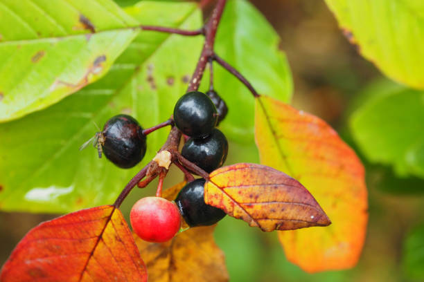 istock Black inedible berries on the macro tree. 1136457930