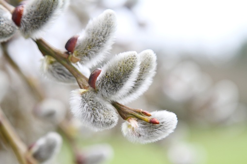 pussy willows on branch , blurred background , springtime image