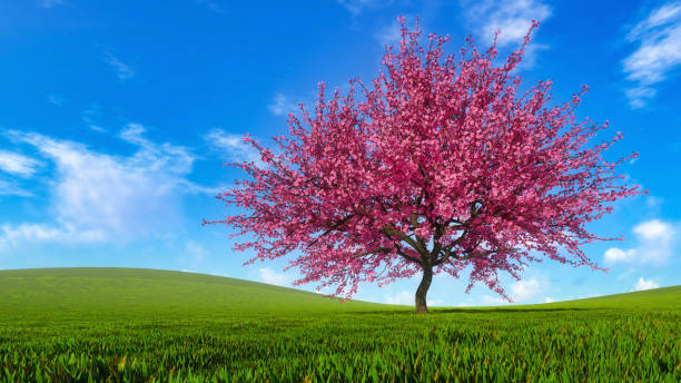 istock Landscape with sakura cherry tree in full blossom 1136458431
