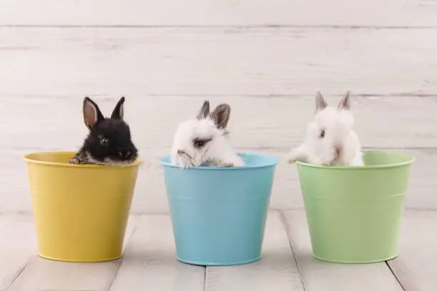 Three baby bunny rabbits in pastel colored metal pots on white planks. Easter holiday concept.
