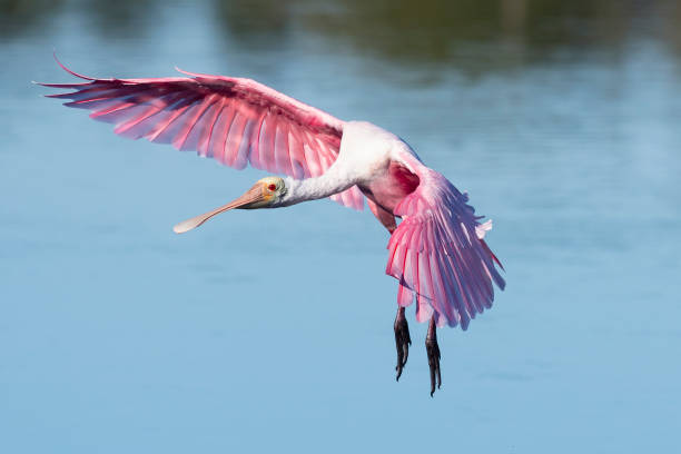 istock Roseate spoonbill, platalea ajaja, in flight 1136460460