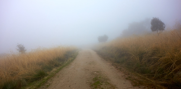 Three trees in the fog, in Los Molinos, Sierra de Guadarrama, Spain