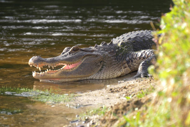 alligator laying near a pond with its mouth open - university of florida imagens e fotografias de stock