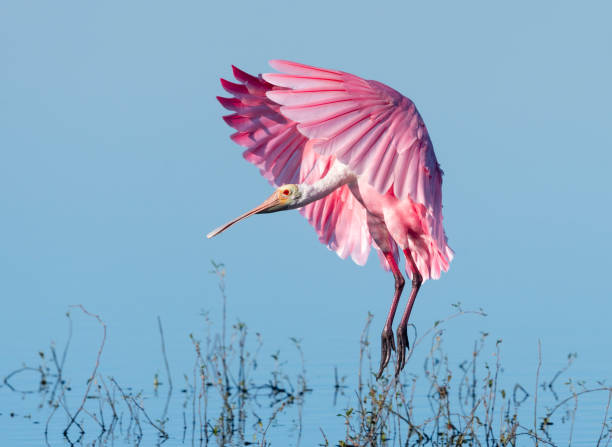 istock Roseate spoonbill, platalea ajaja, in flight 1136461463