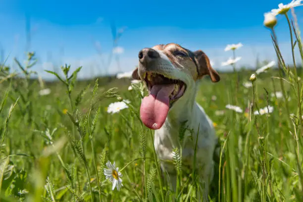 Photo of little dog sits in a blooming meadow in spring. Jack Russell Terrier  dog11 years old