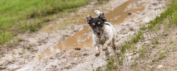 Photo of jack russell terrier dog is running fast over a wet dirty path