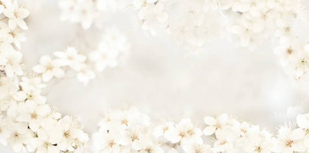 Stylized delicate background with small flowers Panoramic Stylized delicate cream-colored background with small flowers. Beautiful Floral template with cherry flowers. Romantic soft wedding background, Wide Angle Mockup Web banner With Copy Space cream colored photos stock pictures, royalty-free photos & images