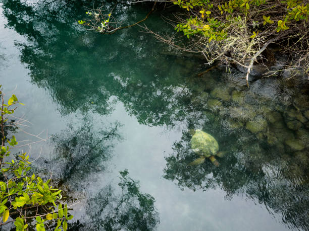 Galapagos giant tortoise swimming in Nymphs Lagoon (Laguna las Ninfas) in Puerto Ayora on Santa Cruz island, Ecuador.