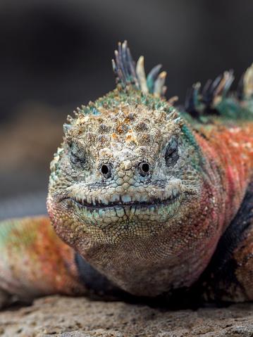 The marine iguana (Amblyrhynchus cristatus), also known as the sea iguana, saltwater iguana, or Galápagos marine iguana - a species of iguana found only on the Galápagos Islands (Ecuador). The image taken on Floreana island (Isla Floreana).