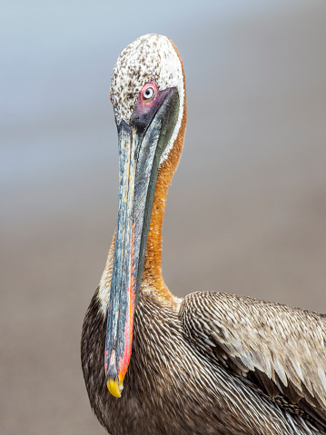 Close-Up of Face and Eye of Pelican Swimming on Lake, The Entrance, Australia .