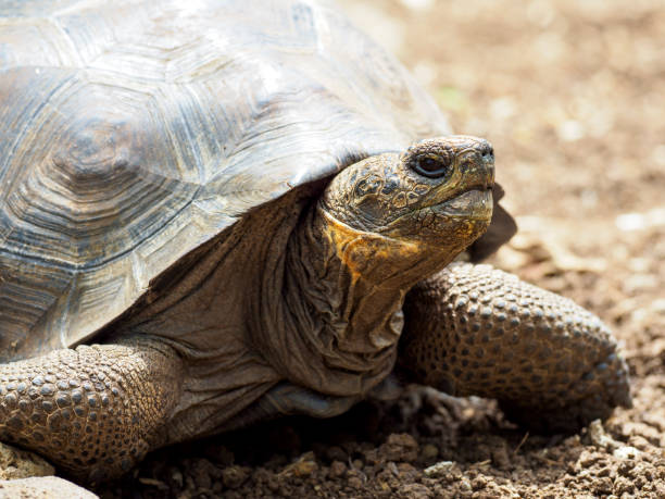 istock Galapagos Giant Tortoise On Floreana Island 1136464526