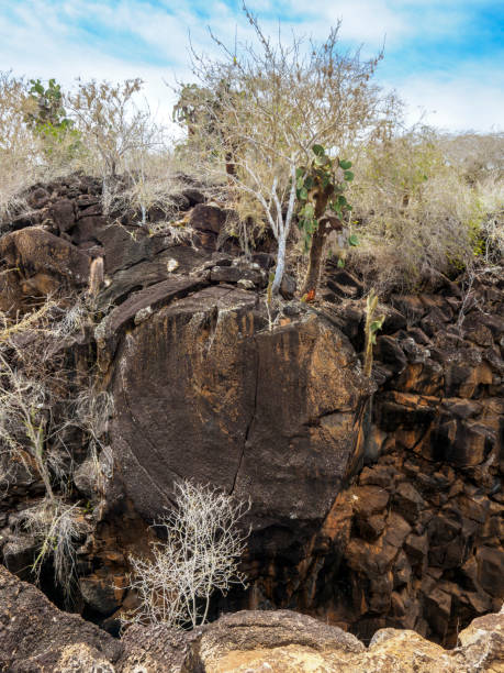 istock The Cracks On Santa Cruz Island 1136464528