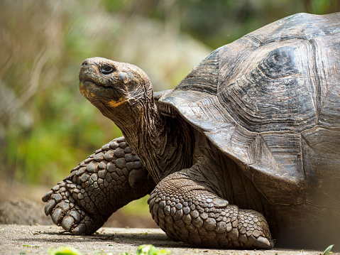 Portrait of Galápagos giant tortoise (Chelonoidis nigra) - the largest living species of tortoise, native to seven of the Galápagos Islands, a volcanic archipelago about 1000 km west of the Ecuadorian mainland. The image taken on Floreana island (Isla Floreana).
