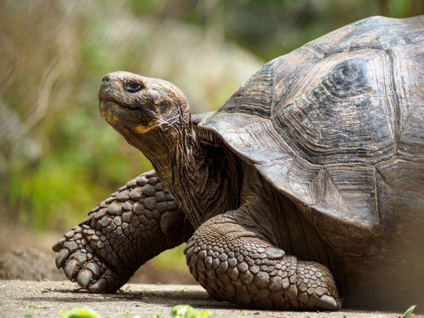 Galapagos Giant Tortoise On Floreana Island stock photo