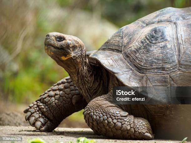 Galapagos Giant Tortoise On Floreana Island Stock Photo - Download Image Now - Tortoise, Turtle, Galapagos Islands
