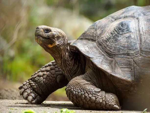 Photo of Galapagos Giant Tortoise On Floreana Island