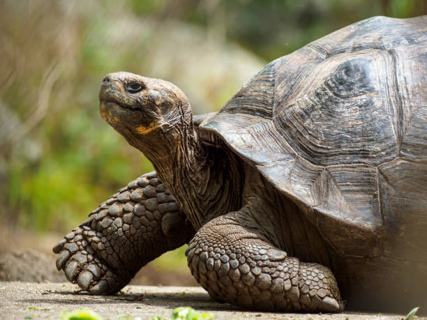 tartaruga gigante de galápagos no console de floreana - tartaruga - fotografias e filmes do acervo