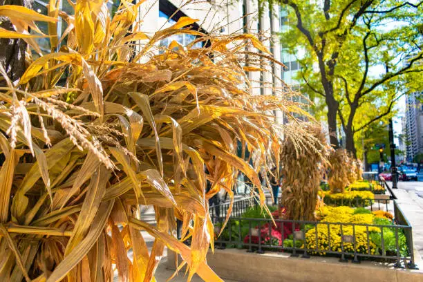 A seasonal autumn display of cornstalks in flowerbeds along Michigan Avenue in Chicago