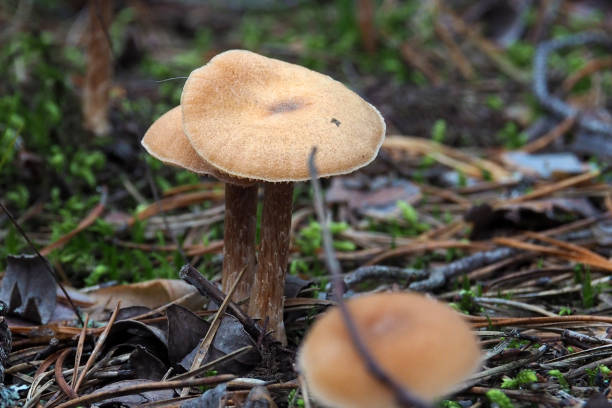 istock Beautiful poisonous Toadstools grow in the forest. 1136466069