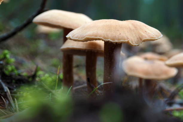 istock Beautiful poisonous Toadstools grow in the forest. 1136466070