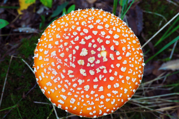 istock Amanita muscaria is a beautiful macro. 1136466126