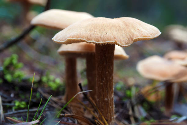 istock Beautiful poisonous Toadstools grow in the forest. 1136466250