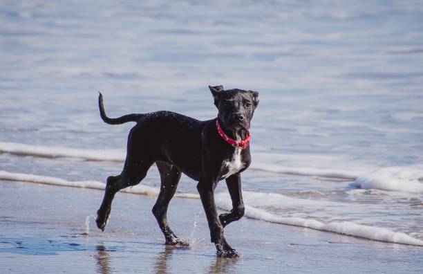 istock I love the Beach! 1136466316