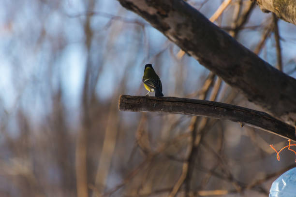 A brown bird during springtime before leaves have bloomed