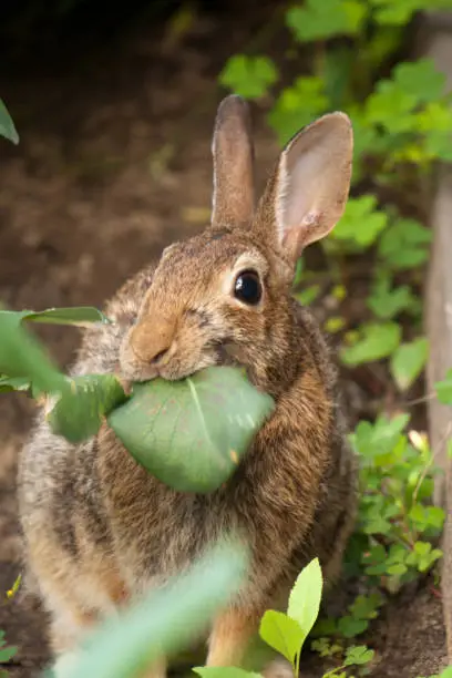 Photo of Rabbit