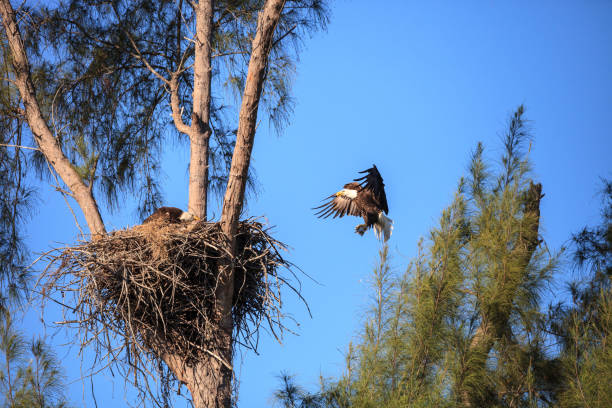 istock Flying bald eagle Haliaeetus leucocephalus parents 1136473930