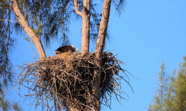 istock Bald eagle Haliaeetus leucocephalus feeds the eaglets in their nest of chicks 1136474004