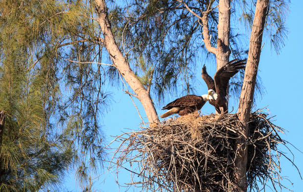 istock Flying bald eagle Haliaeetus leucocephalus parents 1136474022