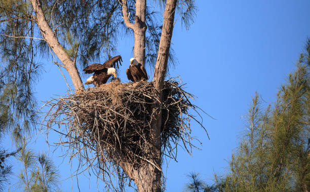 Family of two bald eagle Haliaeetus leucocephalus