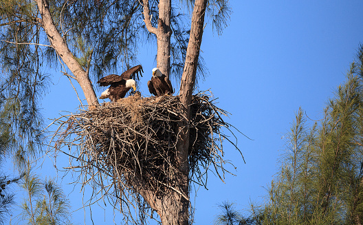 Family of two bald eagle Haliaeetus leucocephalus parents with their nest of chicks on Marco Island, Florida in the winter.