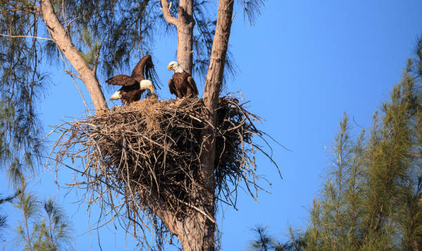 istock Family of two bald eagle Haliaeetus leucocephalus 1136474598