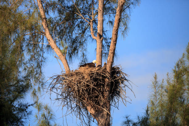 istock Family of two bald eagle Haliaeetus leucocephalus 1136474617