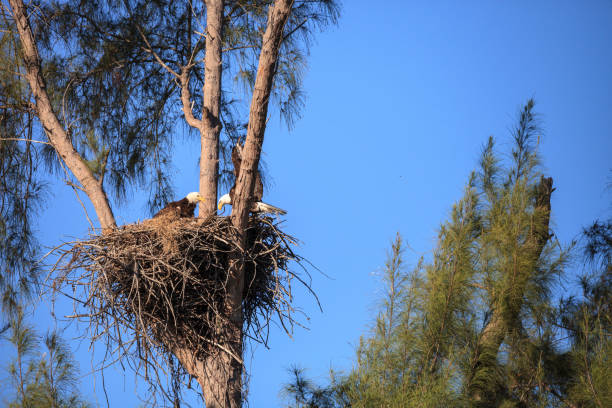 istock Family of two bald eagle Haliaeetus leucocephalus 1136474643