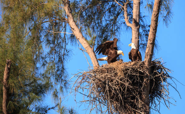 istock Family of two bald eagle Haliaeetus leucocephalus 1136474646