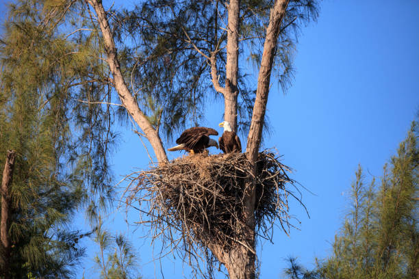 istock Family of two bald eagle Haliaeetus leucocephalus 1136474664